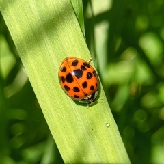 Harmonia axyridis
