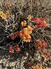 Eriogonum umbellatum