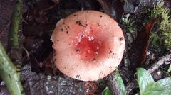 Leratiomyces ceres