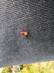 Dermacentor reticulatus