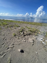 Eretmochelys imbricata