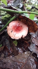 Leratiomyces ceres