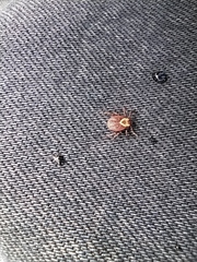 Dermacentor reticulatus