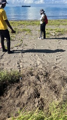 Eretmochelys imbricata