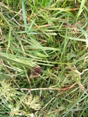 Dermacentor reticulatus