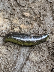 Haemopis