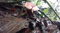Leratiomyces ceres