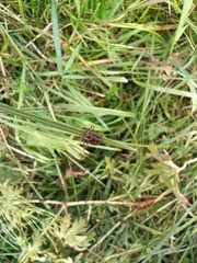 Dermacentor reticulatus