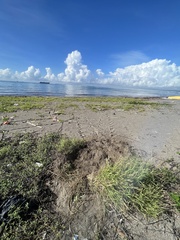 Eretmochelys imbricata