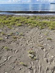 Eretmochelys imbricata