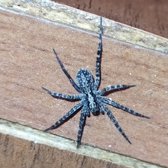 Acantholycosa lignaria