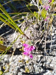 Indigofera glomerata