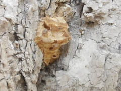 Laetiporus sulphureus
