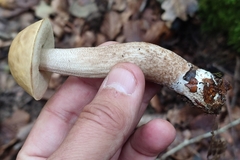 Leccinellum pseudoscabrum