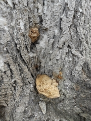 Laetiporus sulphureus