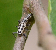 Calvia decemguttata