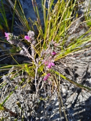 Indigofera glomerata