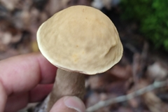 Leccinellum pseudoscabrum