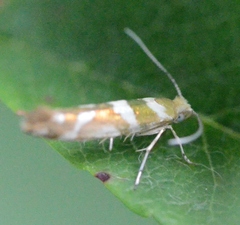 Argyresthia goedartella