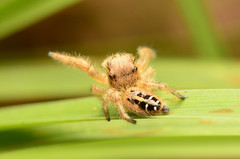Phidippus texanus