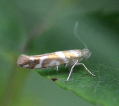 Argyresthia goedartella
