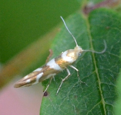 Argyresthia goedartella