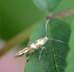 Argyresthia goedartella