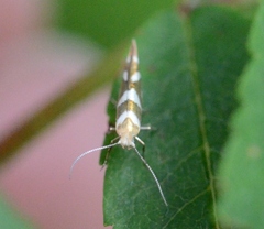 Argyresthia goedartella