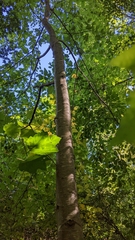 Betula nigra