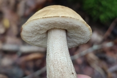 Leccinellum pseudoscabrum