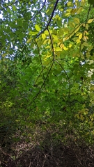 Betula nigra