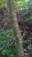 Betula nigra