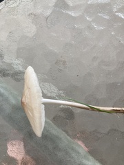Oudemansiella radicata