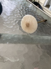 Oudemansiella radicata