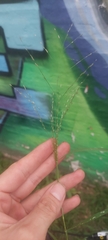 Eragrostis pectinacea