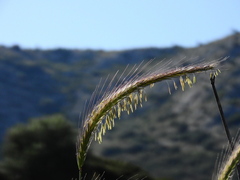 Hordeum bulbosum