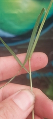 Eragrostis pectinacea