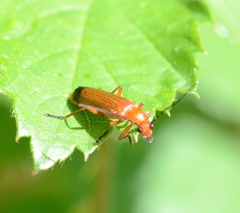 Rhagonycha fulva