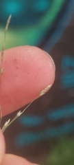 Eragrostis pectinacea