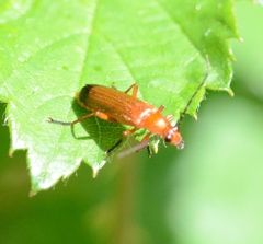 Rhagonycha fulva