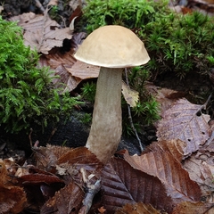 Leccinellum pseudoscabrum