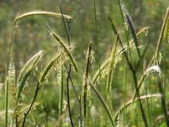 Hordeum bulbosum