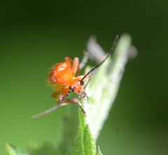 Rhagonycha fulva