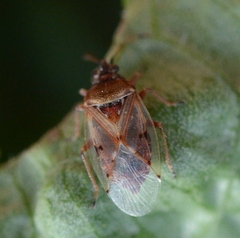 Kleidocerys resedae