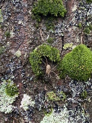 Rilaena triangularis