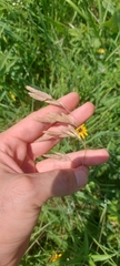Bromus kalmii