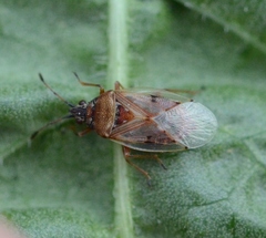 Kleidocerys resedae