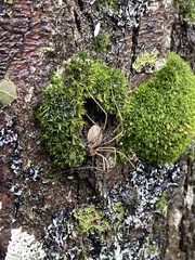 Rilaena triangularis