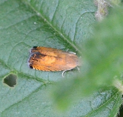 Pammene aurita