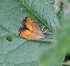 Pammene aurita